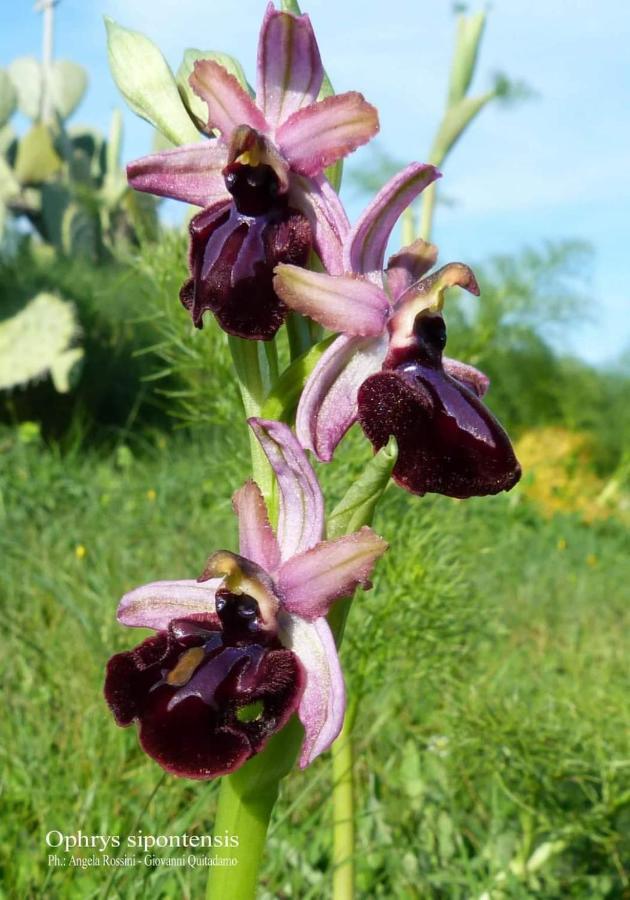 Orchidea Mattinata Parco Del Gargano Leilighet Eksteriør bilde