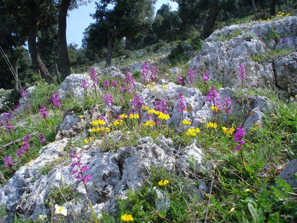 Orchidea Mattinata Parco Del Gargano Leilighet Eksteriør bilde