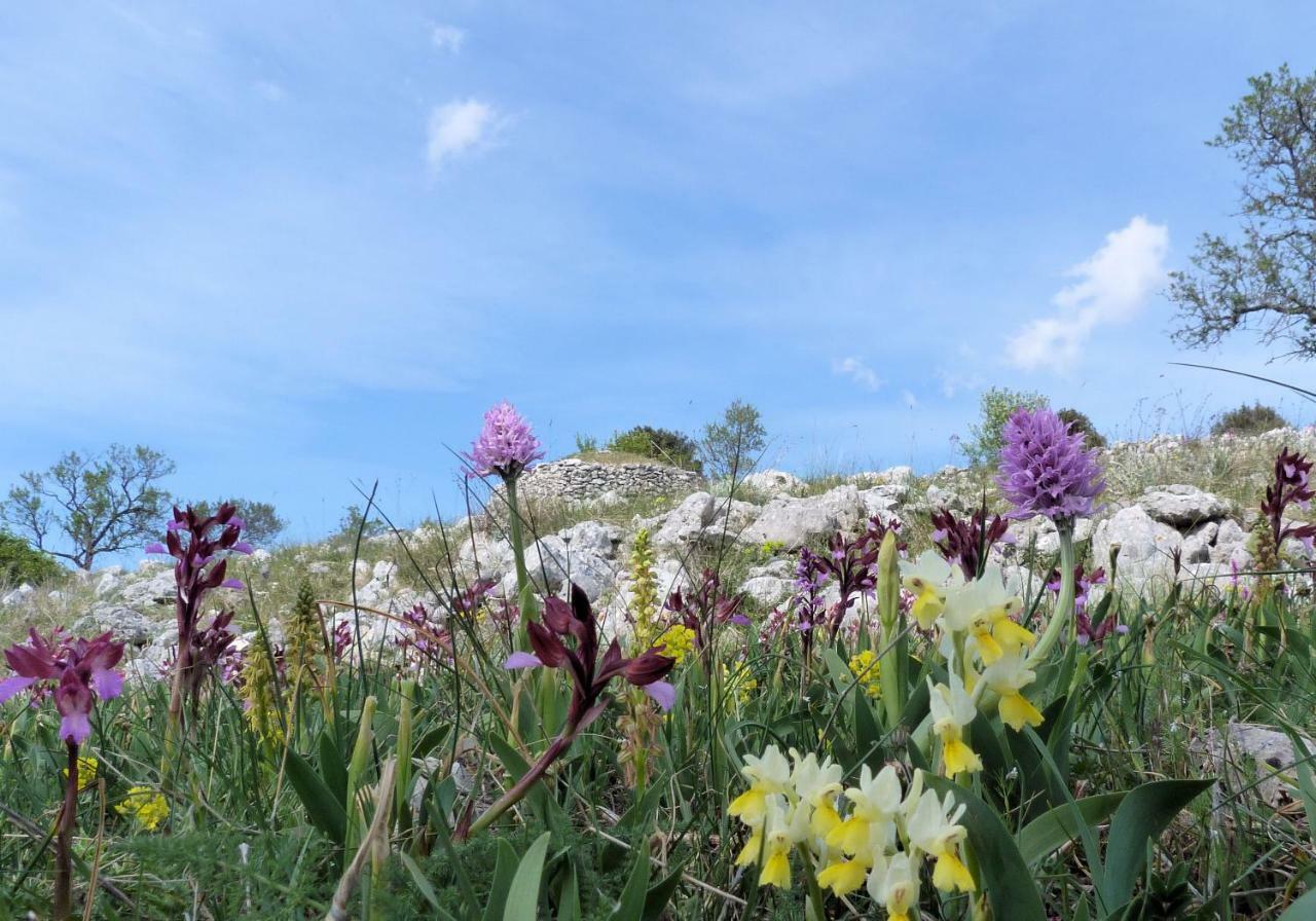 Orchidea Mattinata Parco Del Gargano Leilighet Eksteriør bilde