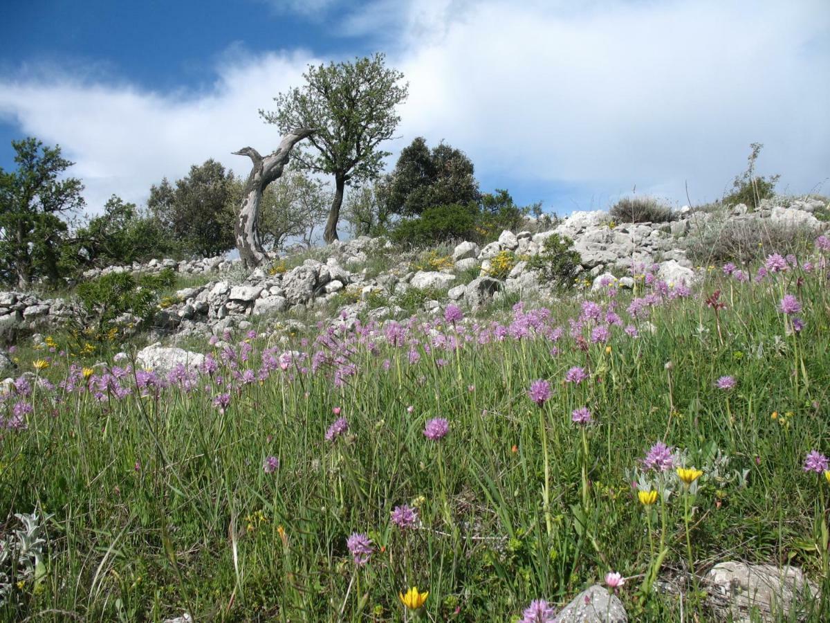 Orchidea Mattinata Parco Del Gargano Leilighet Eksteriør bilde