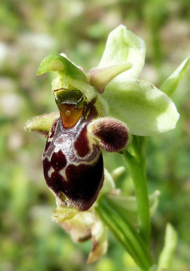Orchidea Mattinata Parco Del Gargano Leilighet Eksteriør bilde